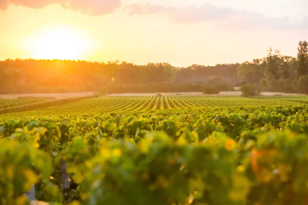 vignoble bordelais