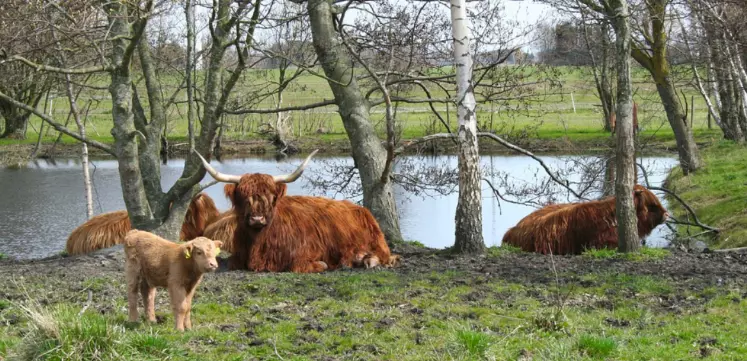 Vaches île du Rohrschollen